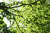 imgp0555_thumb.png
