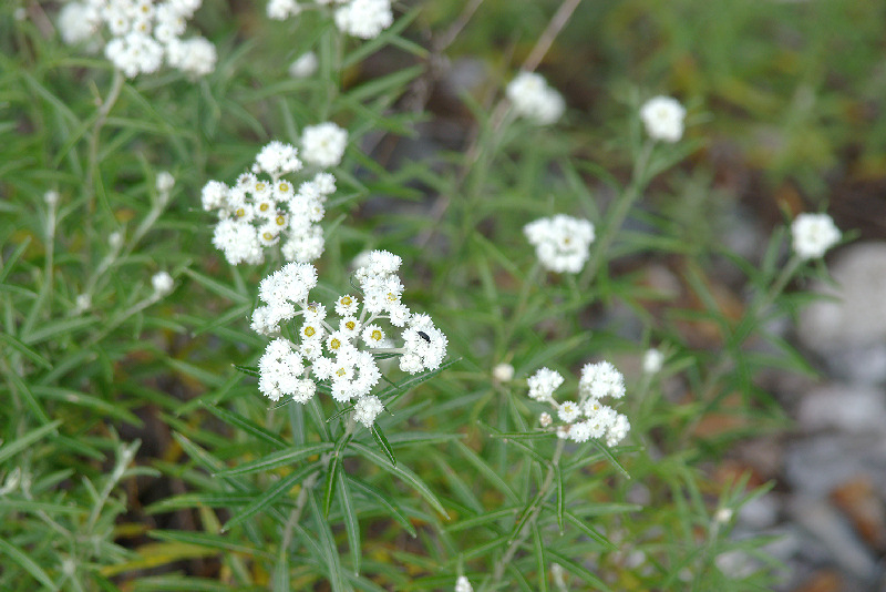 imgp0577.jpg