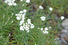 imgp0577_thumb.png