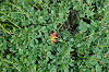 imgp0645_thumb.png
