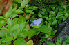 imgp0651_thumb.png