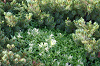 imgp0662_thumb.png