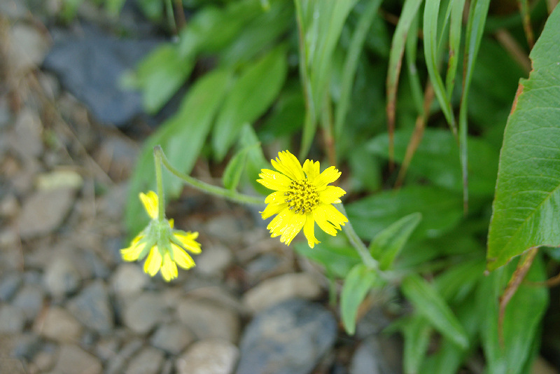 imgp0692.jpg