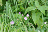 imgp0693_thumb.png