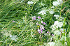 imgp0695_thumb.png