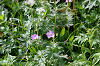 imgp0710_thumb.png