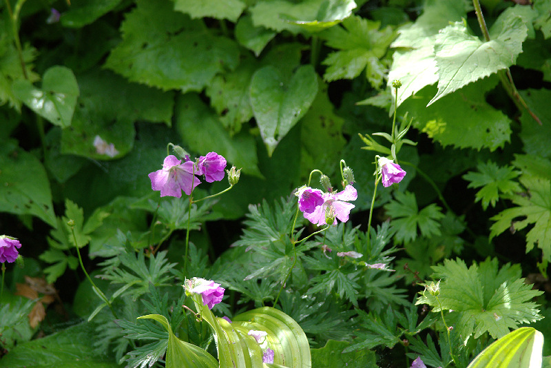 imgp0711.jpg