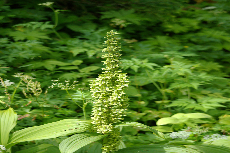 imgp0713.jpg