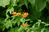 imgp0714_thumb.png