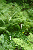 imgp0731_thumb.png