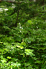 imgp0736_thumb.png