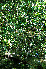 imgp0750_thumb.png