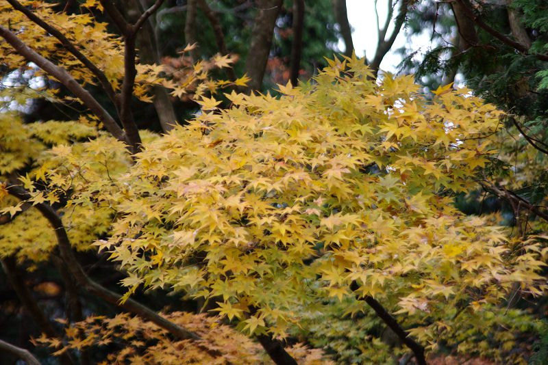 IMGP5432.jpg
