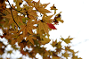 IMGP5439_thumb.png