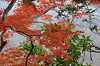 IMGP5446_thumb.png