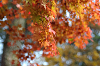 IMGP5453_thumb.png