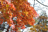 IMGP5454_thumb.png