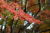 IMGP5456_thumb.png