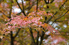 IMGP5462_thumb.png