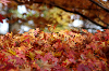 IMGP5478_thumb.png