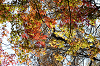 IMGP5480_thumb.png
