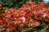 IMGP5484_thumb.png