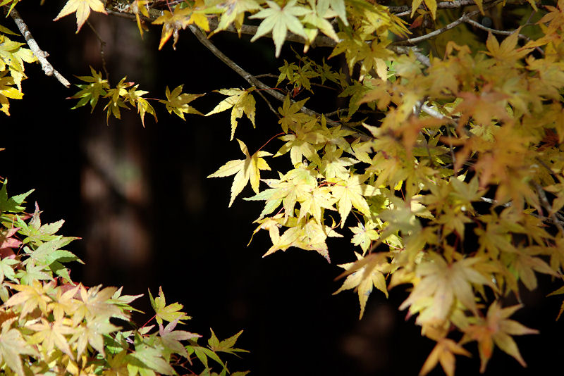 IMGP5488.jpg