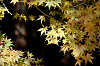IMGP5488_thumb.png