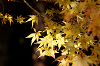 IMGP5489_thumb.png