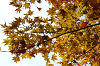 IMGP5493_thumb.png