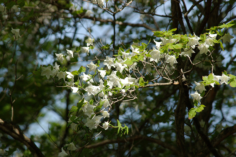imgp1365.jpg